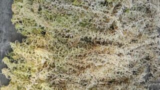 収穫水苔の選別
