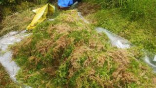 水苔収穫作業
