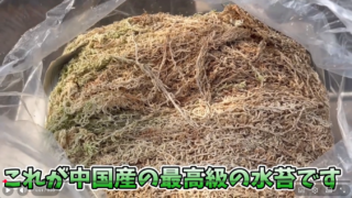 中国産水苔の戻し方