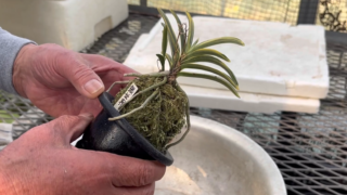 株の植え替え