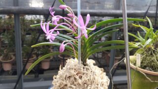季節外れの富貴蘭開花